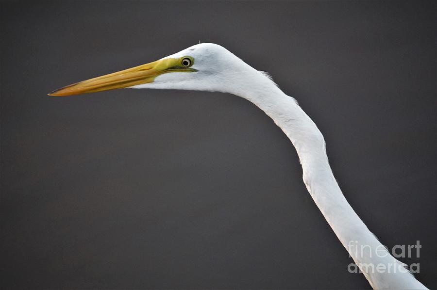 Great Egret At Big Lake in City Park New Orleans, Louisiana #1 Photograph by Michael Hoard