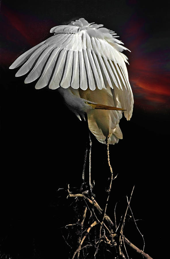 Great Egret Bowing #1 Photograph by William Jobes
