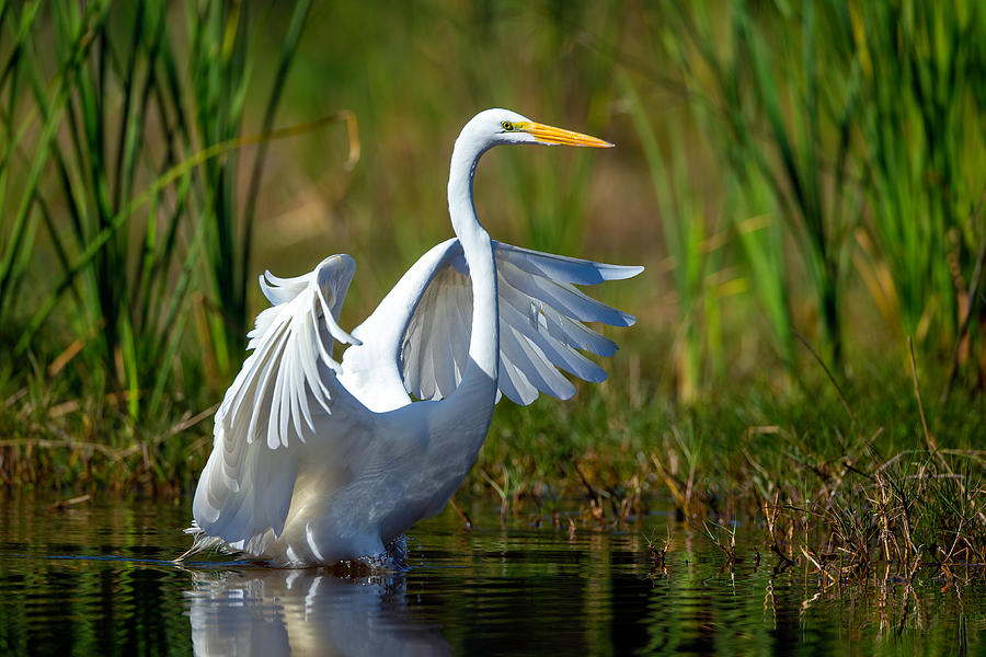 Great Egret #1 Photograph by David Eppley