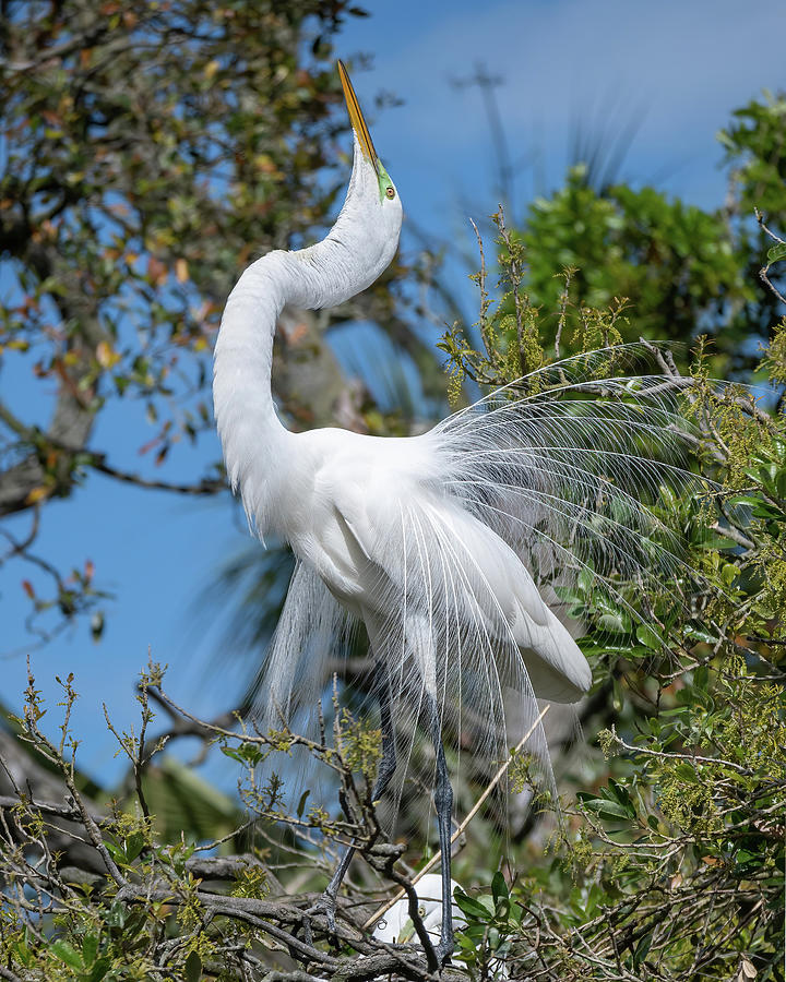 Great Egret Displaying at the Nest. #2 Photograph by Bradford Martin