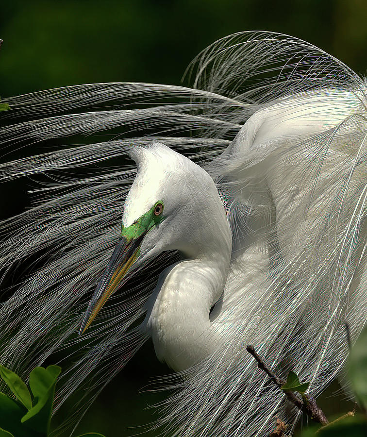 Great Egret Draped in Plumes #1 Photograph by Cindy McIntyre