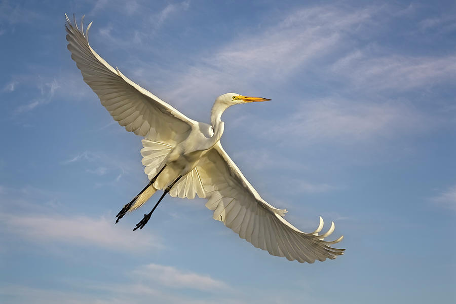 Great Egret Flight #1 Photograph by Susan Candelario