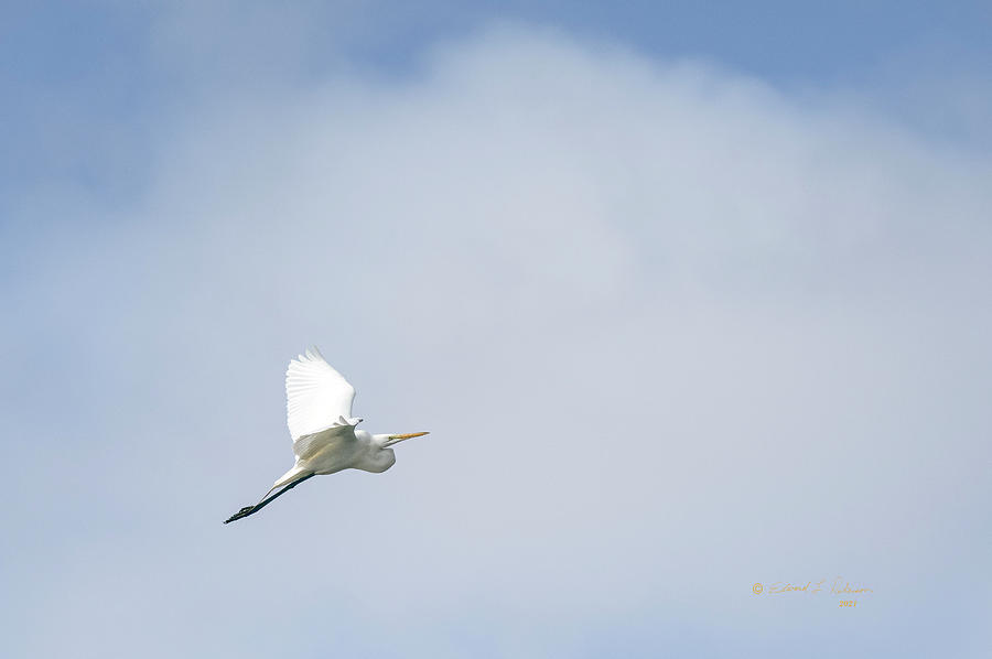 Great Egret In Flight #1 Photograph by Ed Peterson