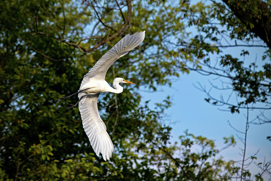 Great Egret in Flight #1 Photograph by Ira Marcus