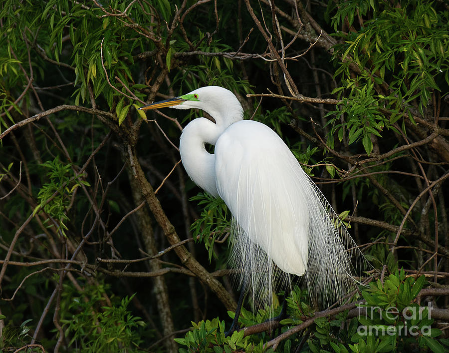 Great Egret in Mating Plumage #1 Photograph by Dennis Hammer