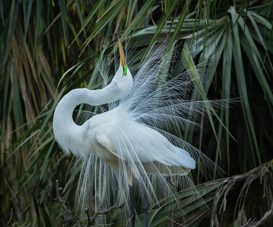 Great Egret in Mating Plumage Photograph by Fran Gallogly - Pixels