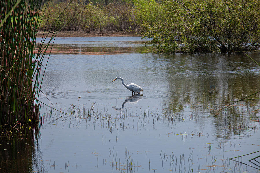 Torrance Photograph - Great Egret, Madrona Marsh Wetlands is a vernal freshwater marsh and is approximately 43 acres. Torr #3 by Peter Bennett