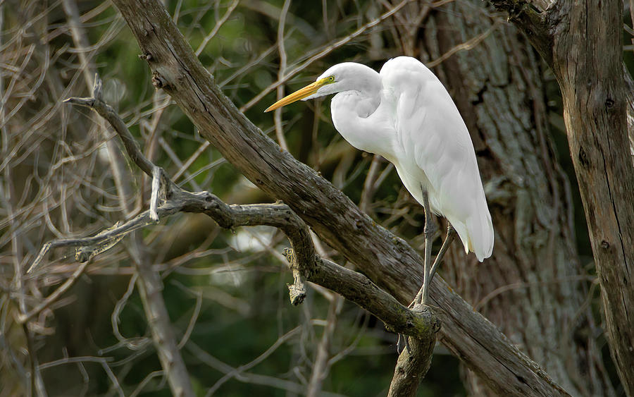 Great Egret #1 Photograph by Ray Congrove
