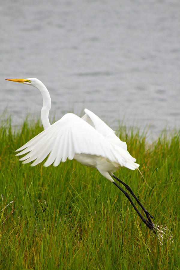 Great Egret taking flight #1 Photograph by Nautical Chartworks