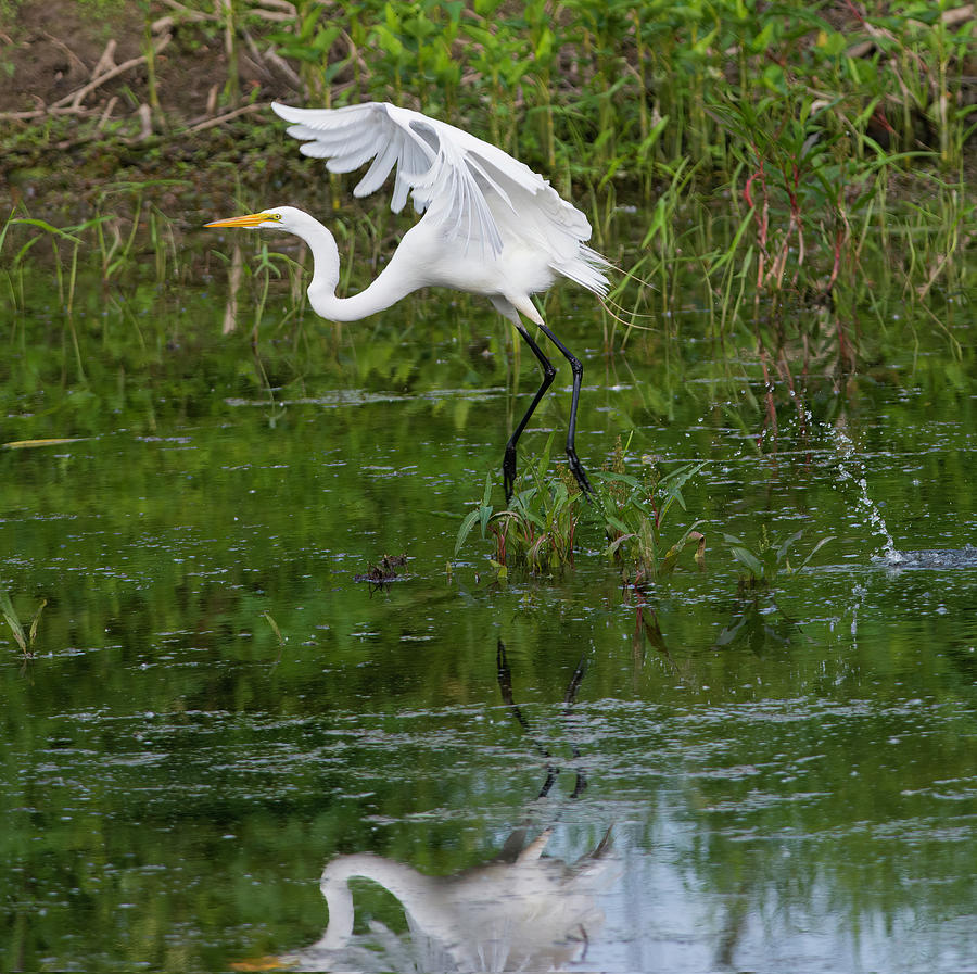 Great Egret Taking Flight - Pigeon River, Pigeon, Michigan USA ...