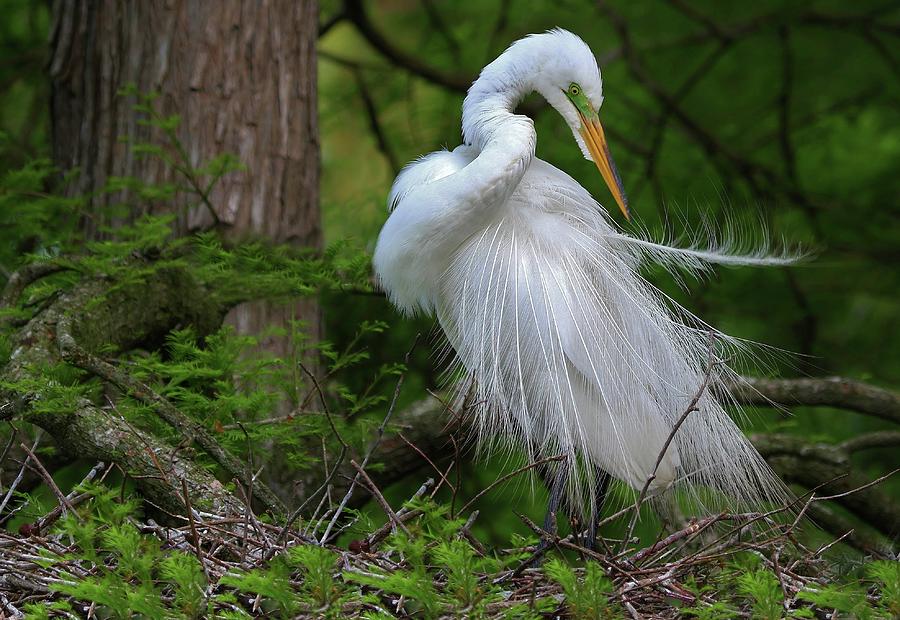 Bird Photograph - Great Egret #1 by Terrah Hewett