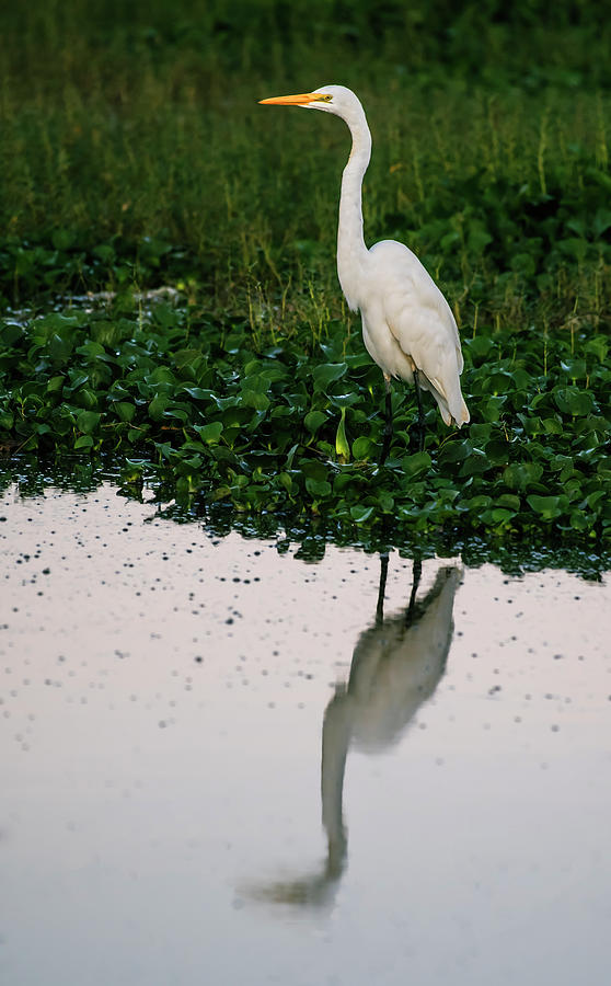 Great egret #1 Photograph by Vishwanath Bhat