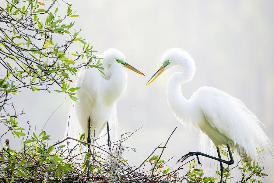 Great Egrets #1 Photograph by Colin Hocking