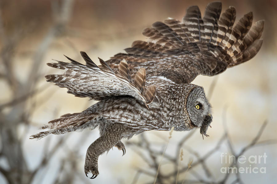 Great Gray Owl and Dinner Photograph by Bret Barton