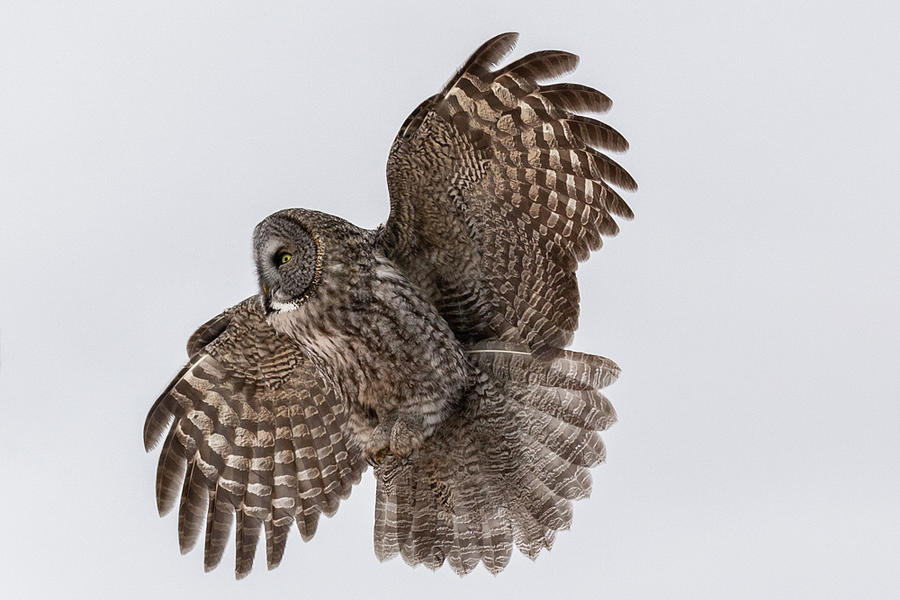 Great Gray Owl #1 Photograph by Paul Schultz