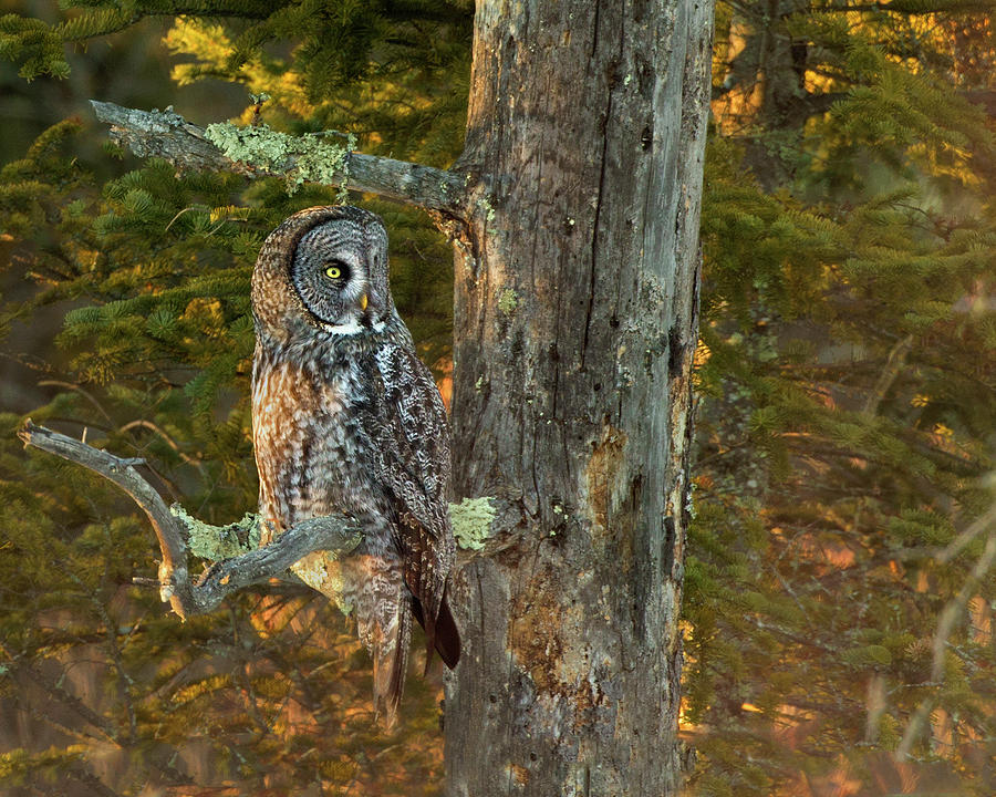 Great Gray Owl #1 Photograph by Timothy McIntyre