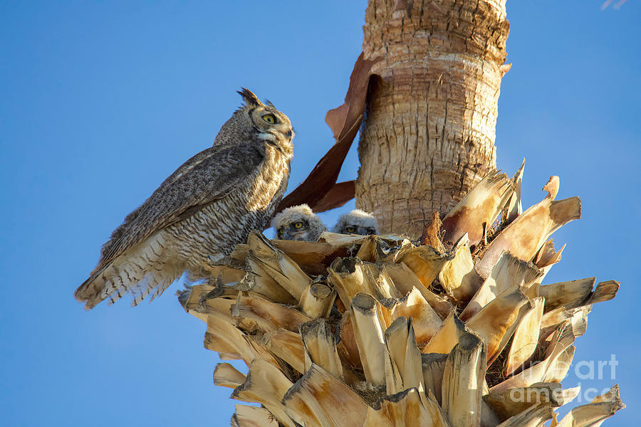 Great Horned Owl and Owlets #1 Digital Art by Tammy Keyes