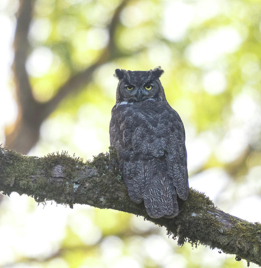 Great Horned Owl #1 Photograph by Angie Vogel