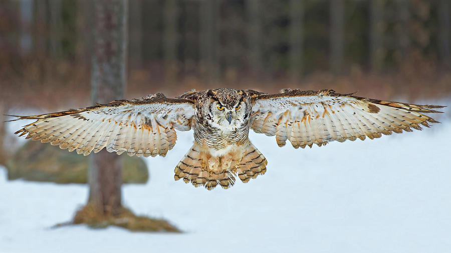 Great Horned Owl #1 Photograph by CR Courson