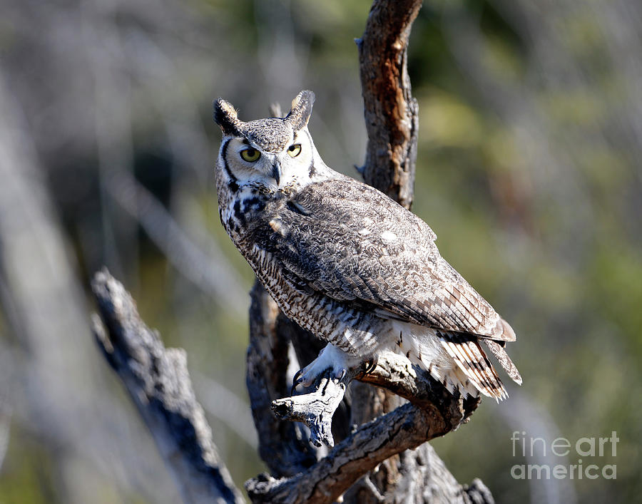 Great Horned Owl #1 Photograph by Denise Bruchman