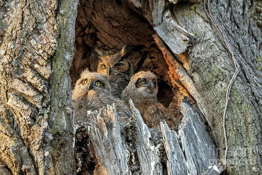 Great Horned Owl Family #2 Photograph by Teresa Jack