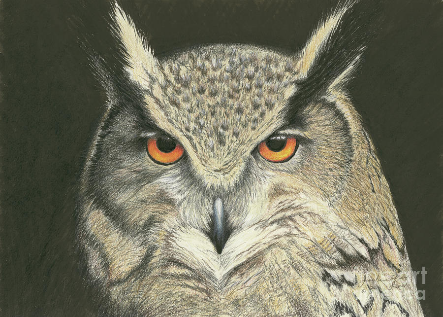 Great Horned Owl #1 Drawing by Jackie Irwin