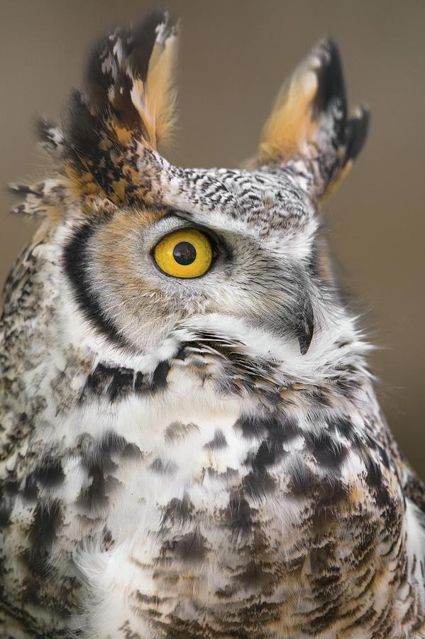 Owl Photograph - Great Horned Owl #1 by Jim Hughes