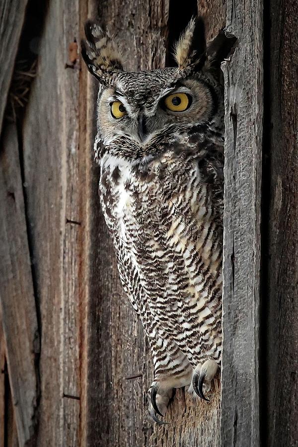Great Horned Owl #1 Photograph by John T Humphrey