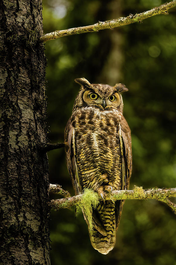 Great Horned Owl #1 Photograph by Michelle Pennell