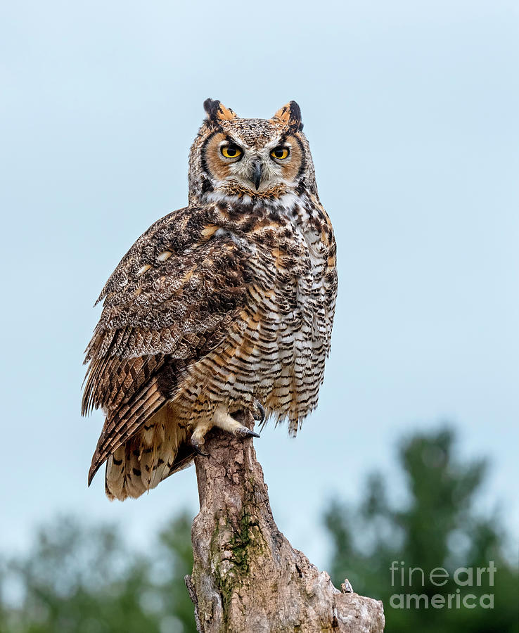 Great Horned Owl #1 Photograph by Nina Stavlund