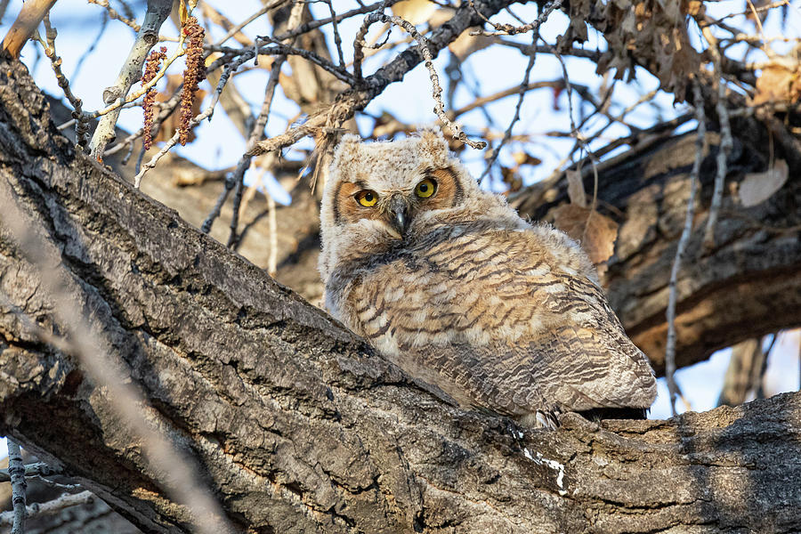 Great Horned Owl Owlet in the Morning Sun #1 Photograph by Tony Hake