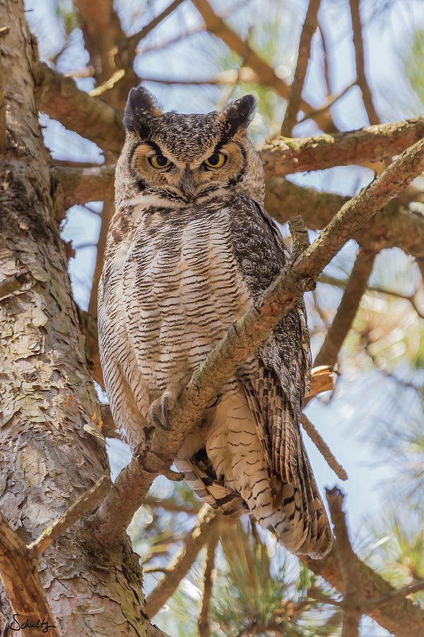 Great Horned Owl #1 Photograph by Paul Schultz