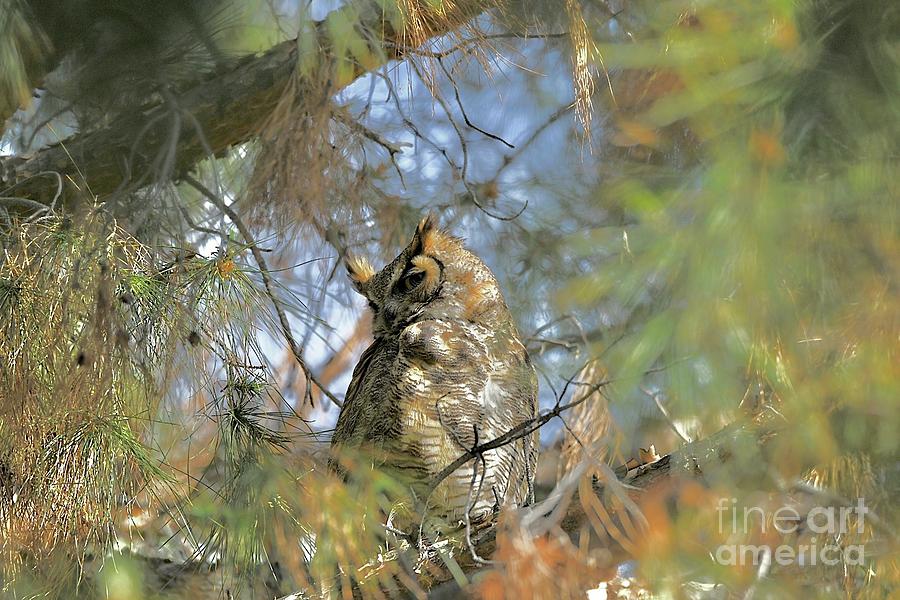 Great Horned Owl #1 Digital Art by Tammy Keyes