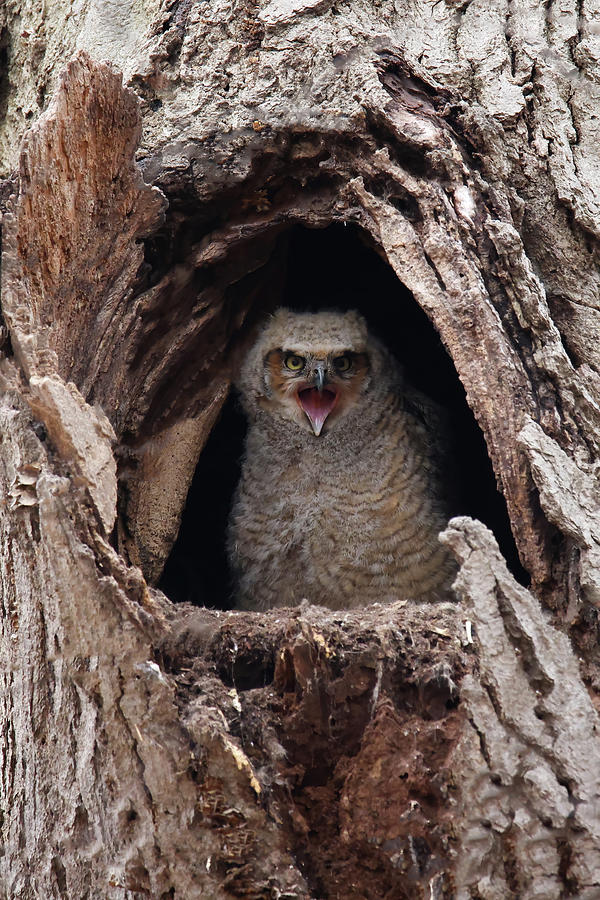 Great Horned Owlet #1 Photograph by Brook Burling