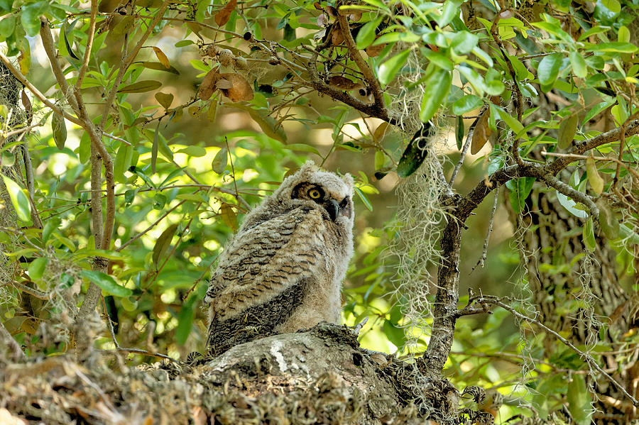 Great Horned Owlet #1 Photograph by Colin Hocking