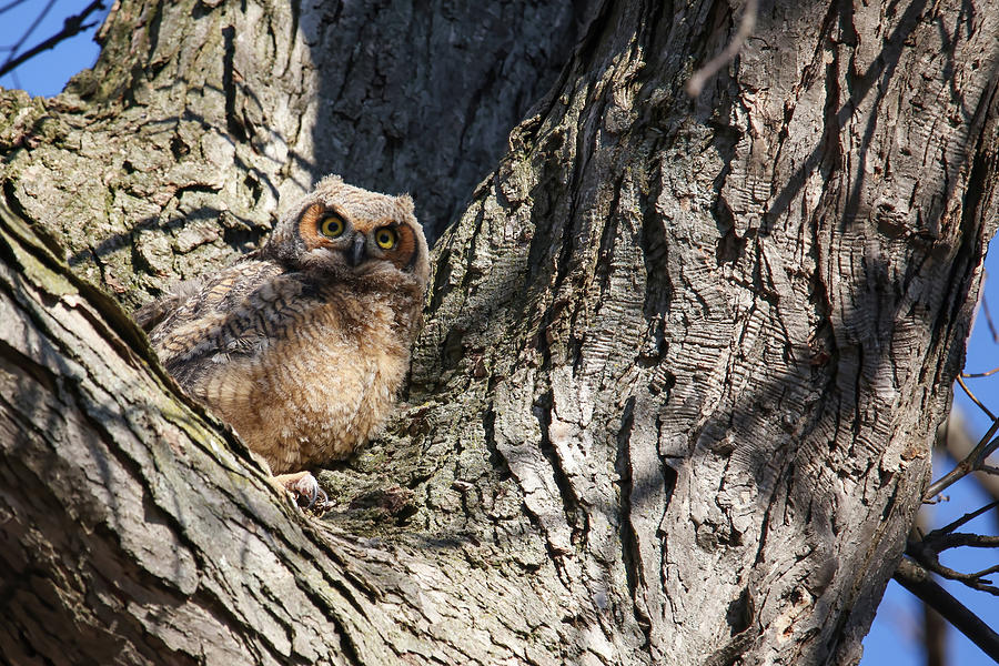 Great Horned Owlets #1 Photograph by Brook Burling