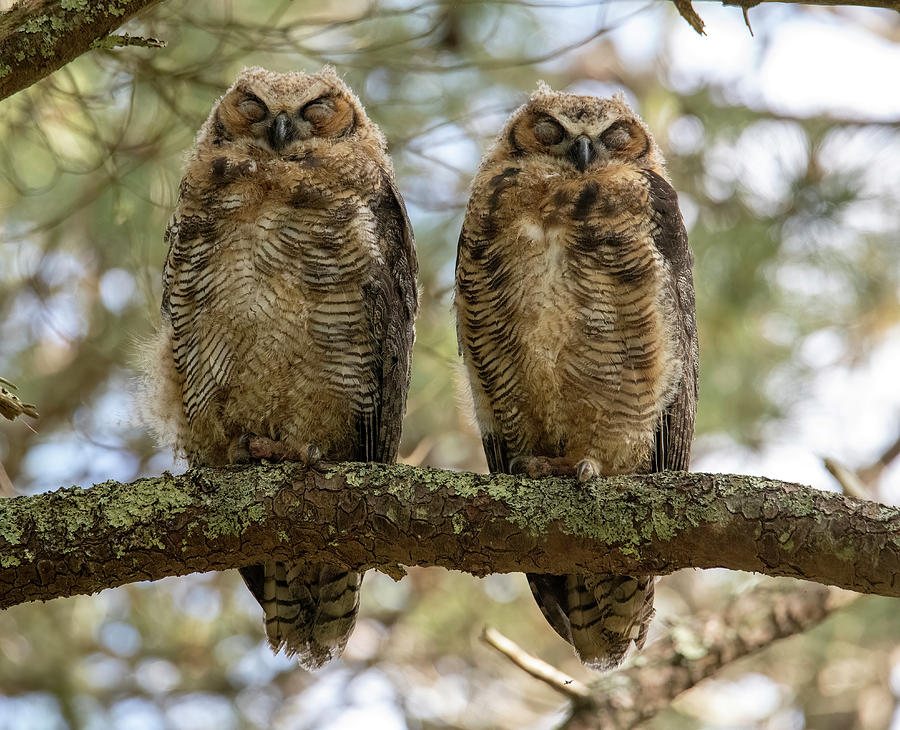 Great Horned Owlets Photograph By Michael Lewis | Fine Art America