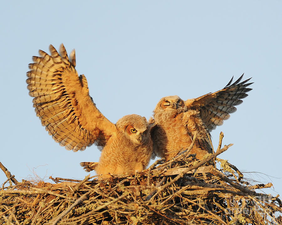 Great Horned Owlets Photograph By Troy Lim - Fine Art America