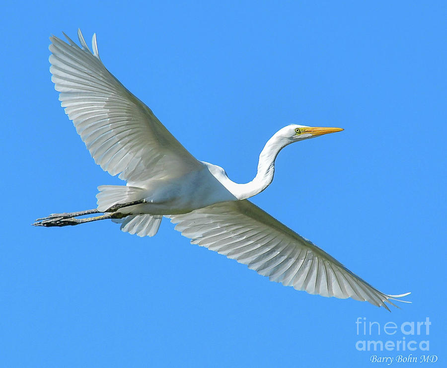 Great white egret #1 Photograph by Barry Bohn