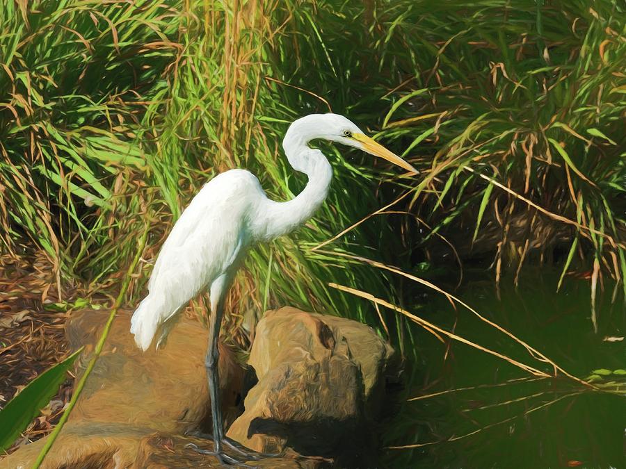 Great White Egret By Water Photograph