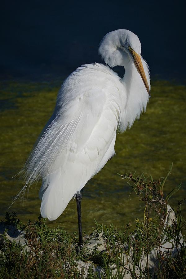 Bird Photograph - Great White Egret #1 by Ernest Echols
