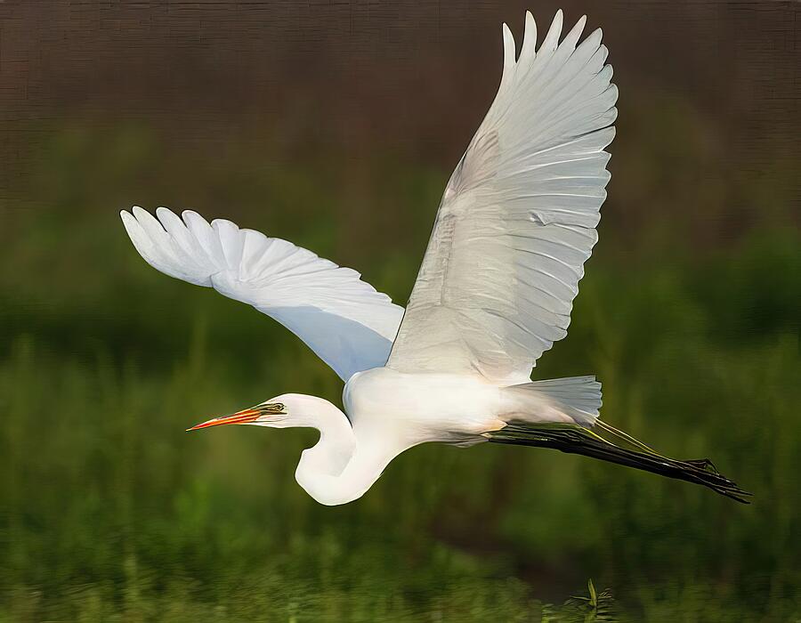 Great White Egret in Flight #1 Photograph by George Harth