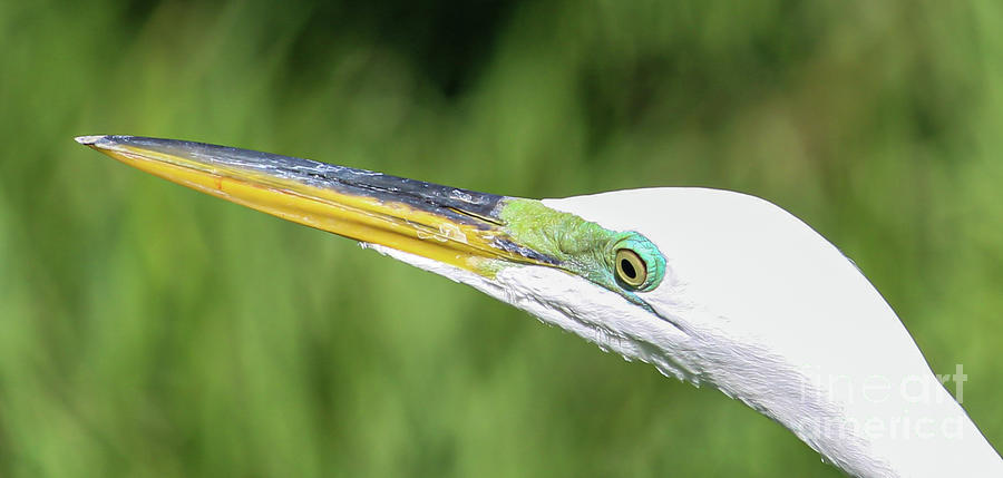 Great White Egret Profile #1 Photograph by Joanne Carey