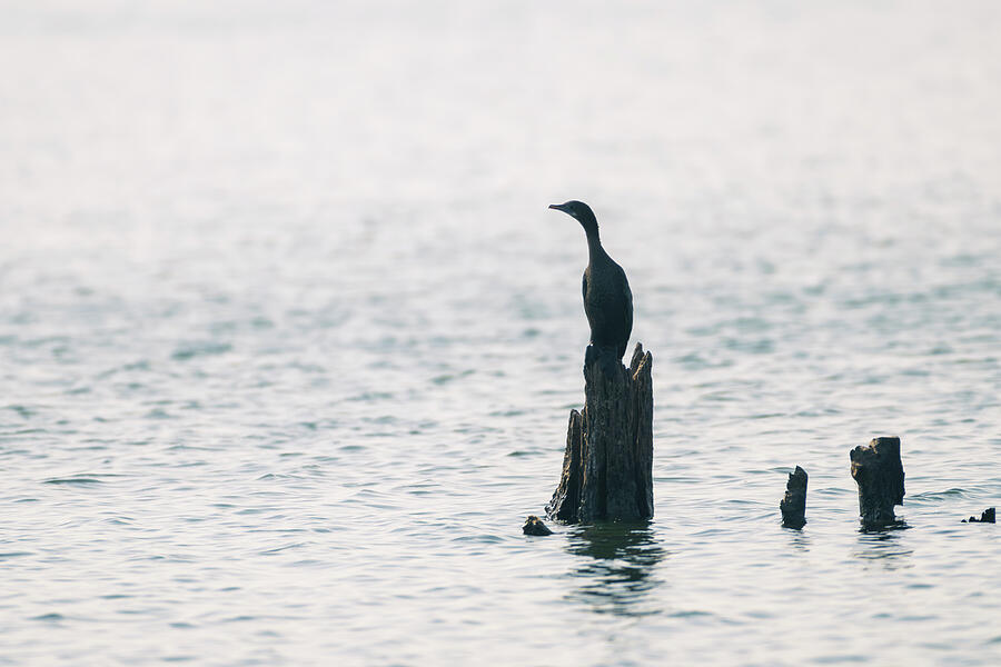 Greater Cormorant #1 Photograph by Kiran Joshi