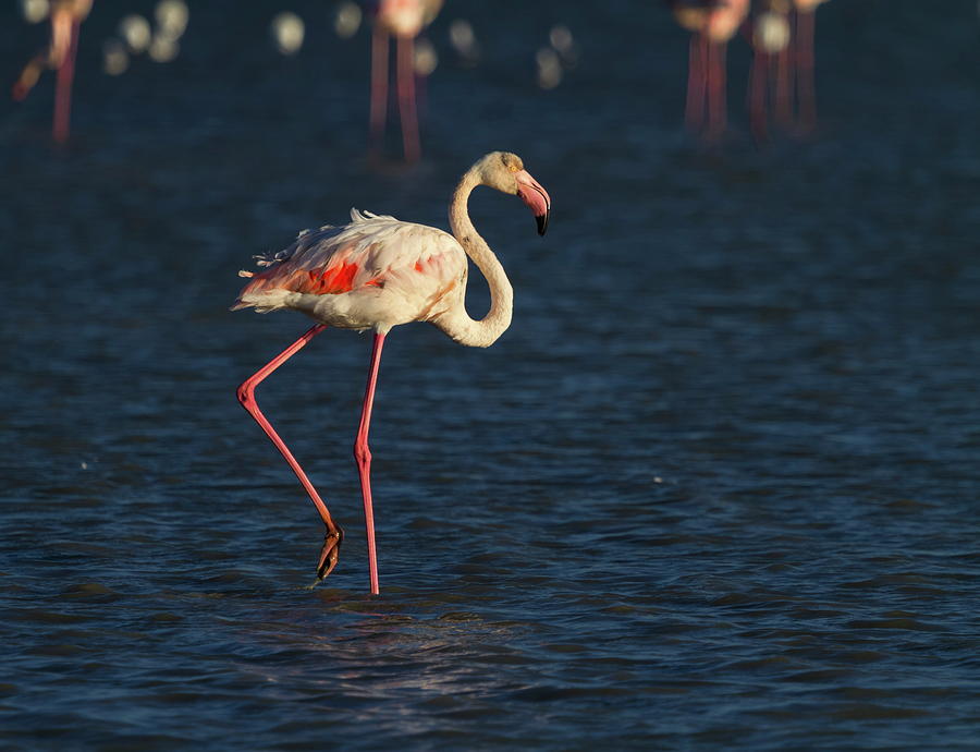 Greater flamingo, phoenicopterus roseus, in Camargue, France #1 Photograph by Elenarts - Elena Duvernay photo