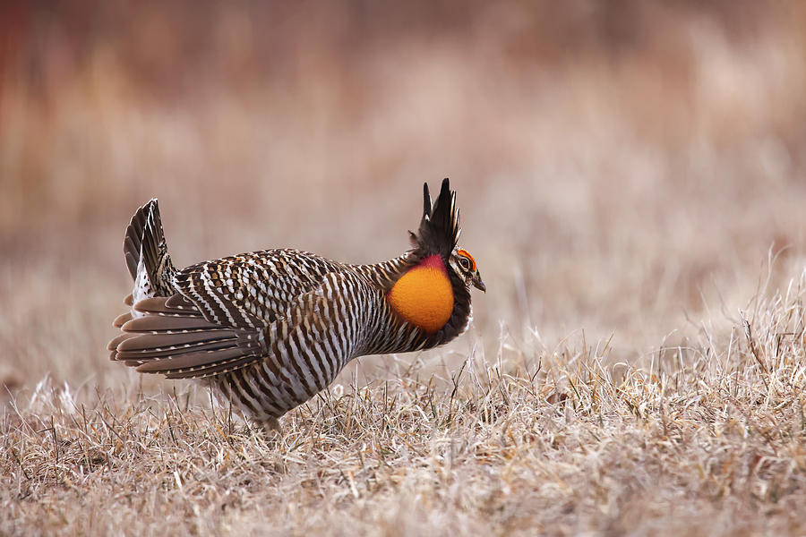 Greater Prairie Chicken #1 Photograph by Brook Burling