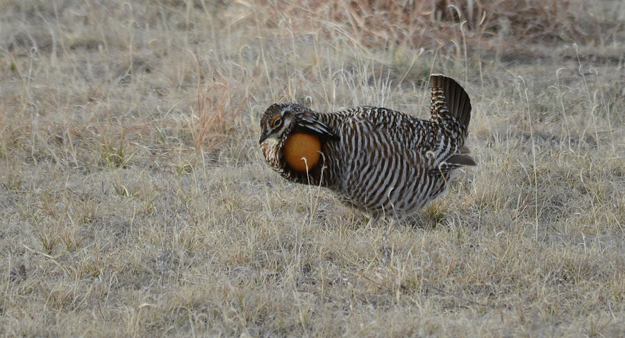 Greater Prairie Chicken on Lek #1 Photograph by Whispering Peaks Photography