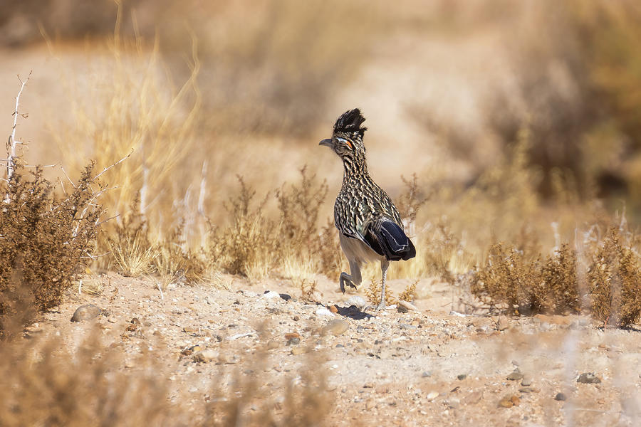 Greater Roadrunner, No. 1 #2 Photograph by Belinda Greb