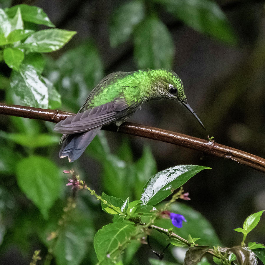Green-crowned Brilliant Hummingbird #1 Photograph by Ken Stampfer
