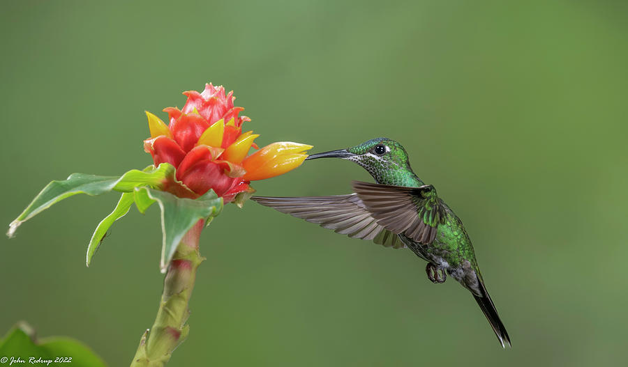 Green-crowned Brilliant Photograph by John Redrup | Fine Art America